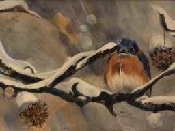 Birds Around World